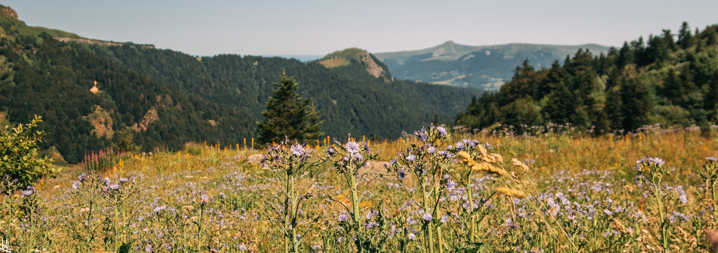 Paysage de champs — Sancy — Banne d'Ordanche